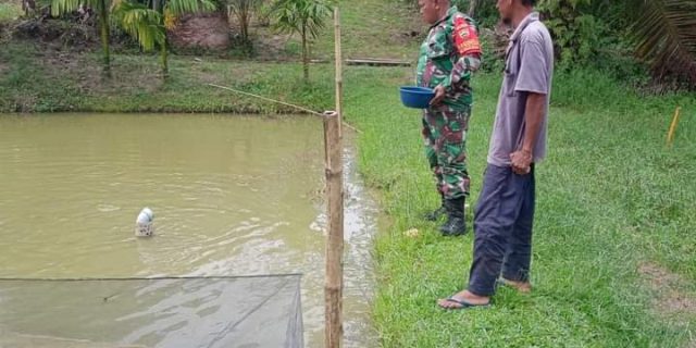 Sertu Sareh Selaku Babinsa Bagan Besar, dampingi Peternak Ikan Lele di Jalan Bumi Harapan RT 11