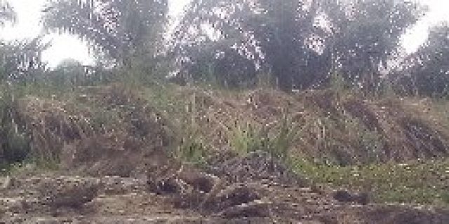 PT Karya Sari Sentosa (KSS) Di Duga Telah Merusak Ekosistem Sungai Simangalam