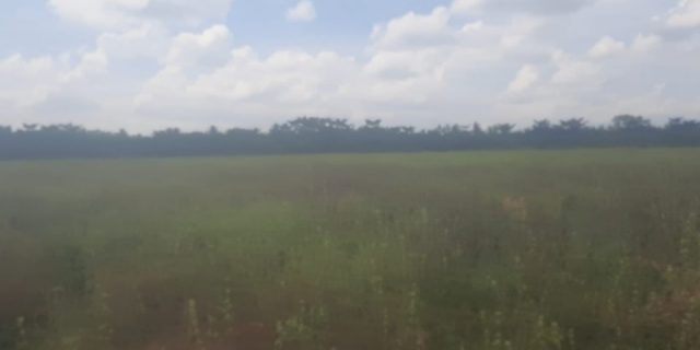 Diduga Limbah Pabrik PT HSJ Mengalir ke Pemukiman Warga Berdampak Ratusan Hektar Padi Warga Gagal Panen