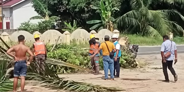 Manager PLN Kotapinang Terjun Langsung Toping/Pruning  Pohon Sawit Di Titi Kembar